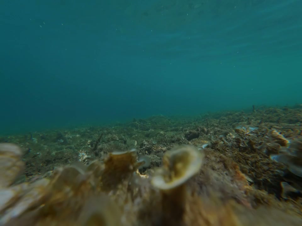 Underwater Seabed with Swaying Seaweed