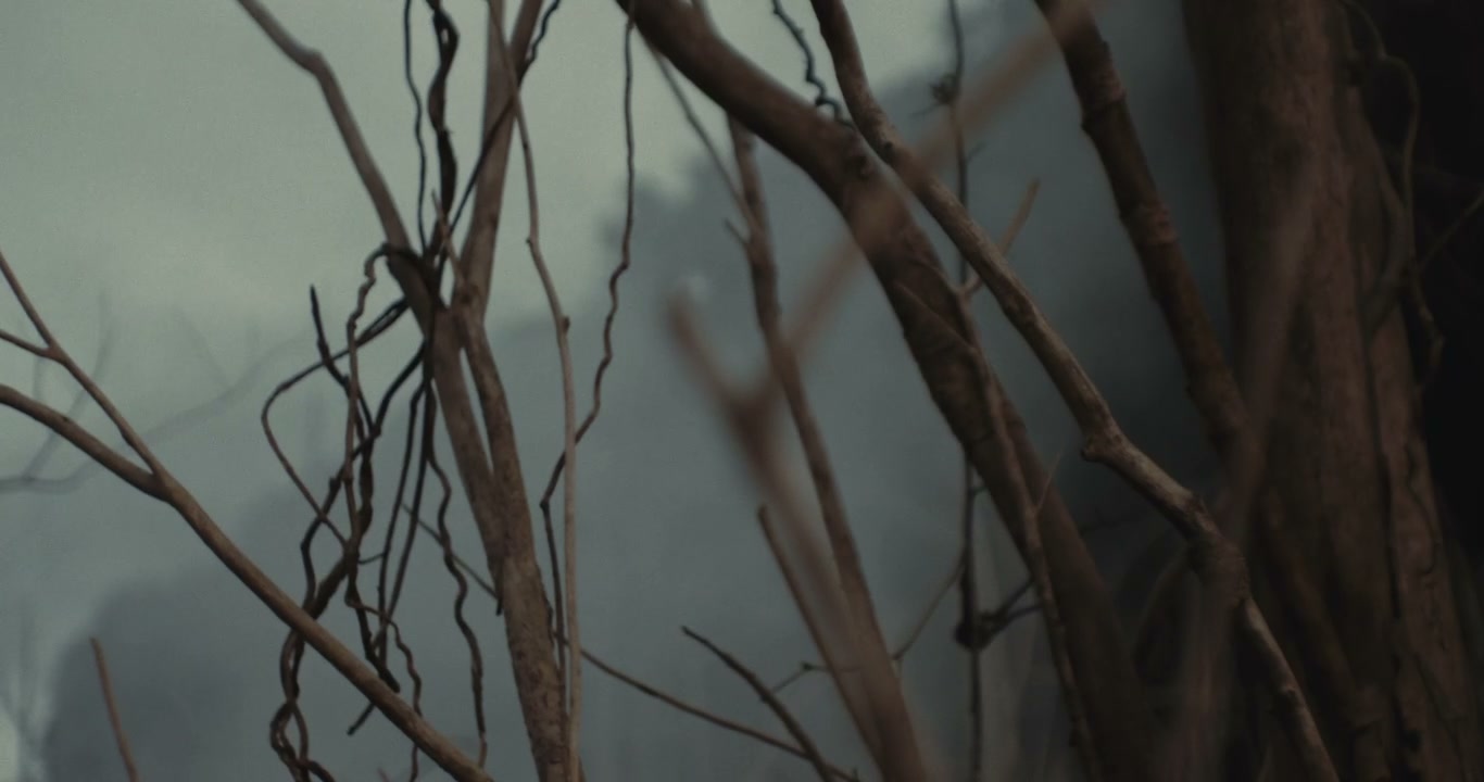 Bare Branches and Misty Forest