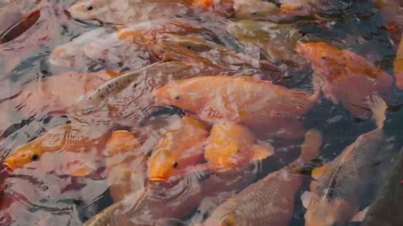 Koi Fish Swarming at Tirta Empul Temple