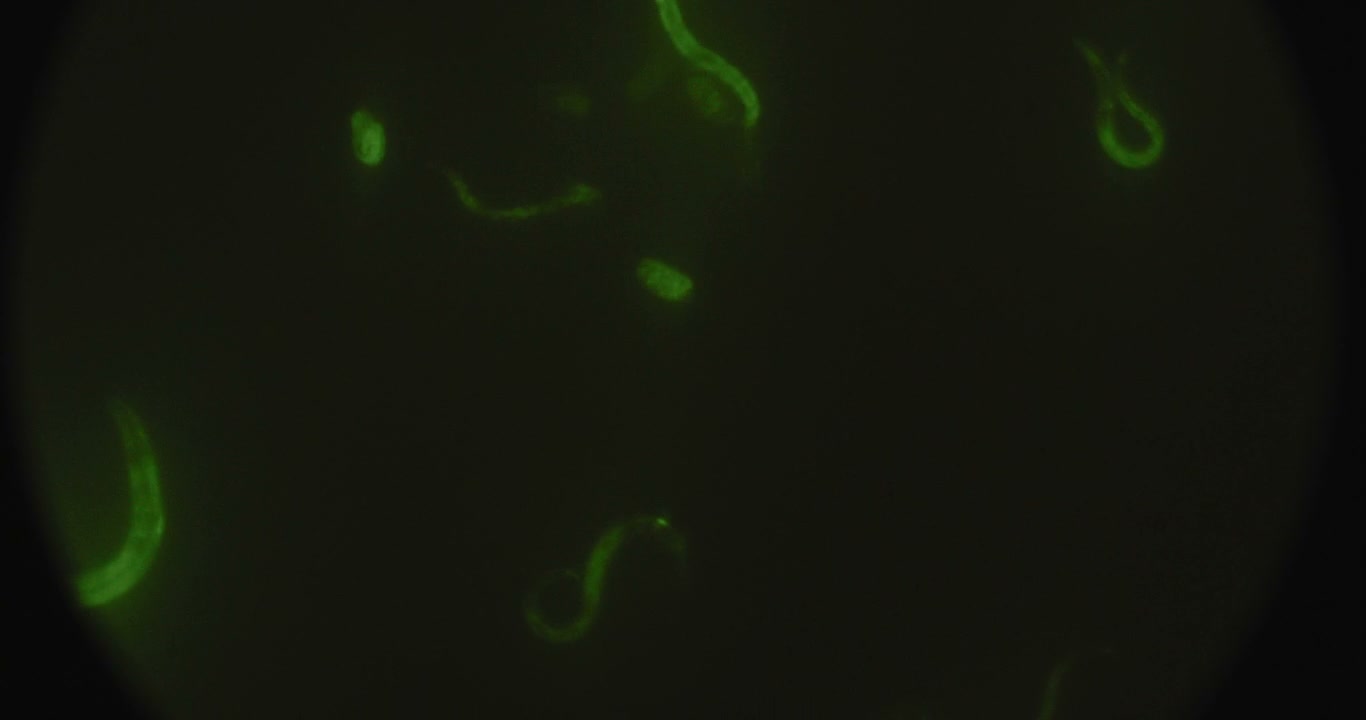 Microscopic Worms Glowing Green