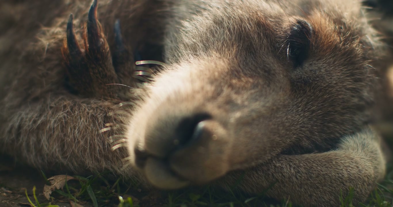 Sleeping Kangaroo Close-up
