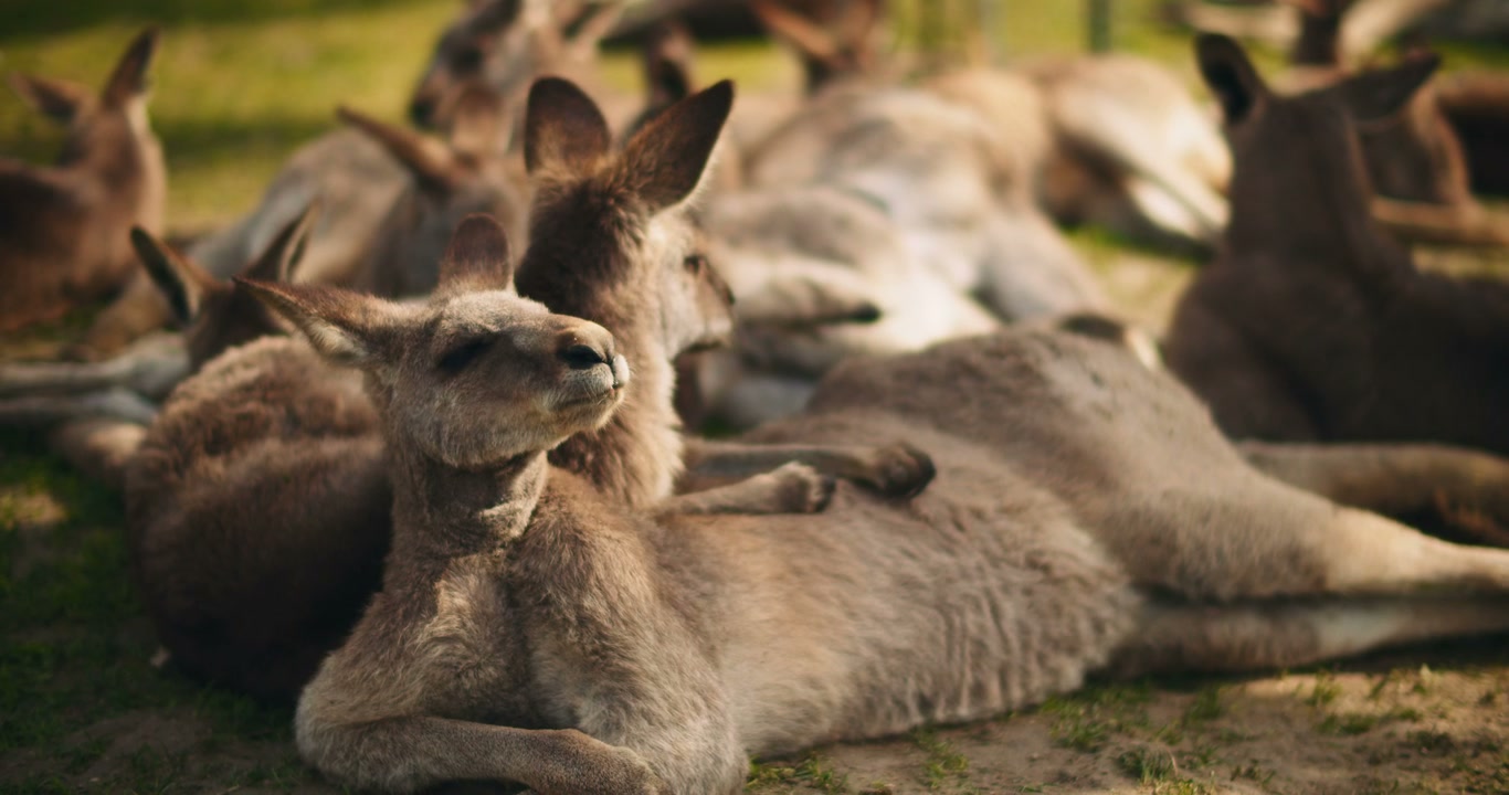 Kangaroos Lying Down in the Sun