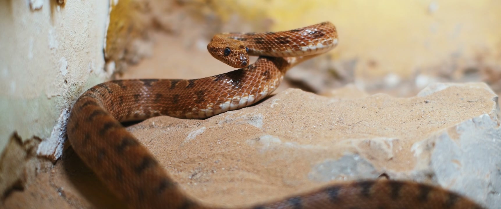 Brown Snake Coiled on Sand