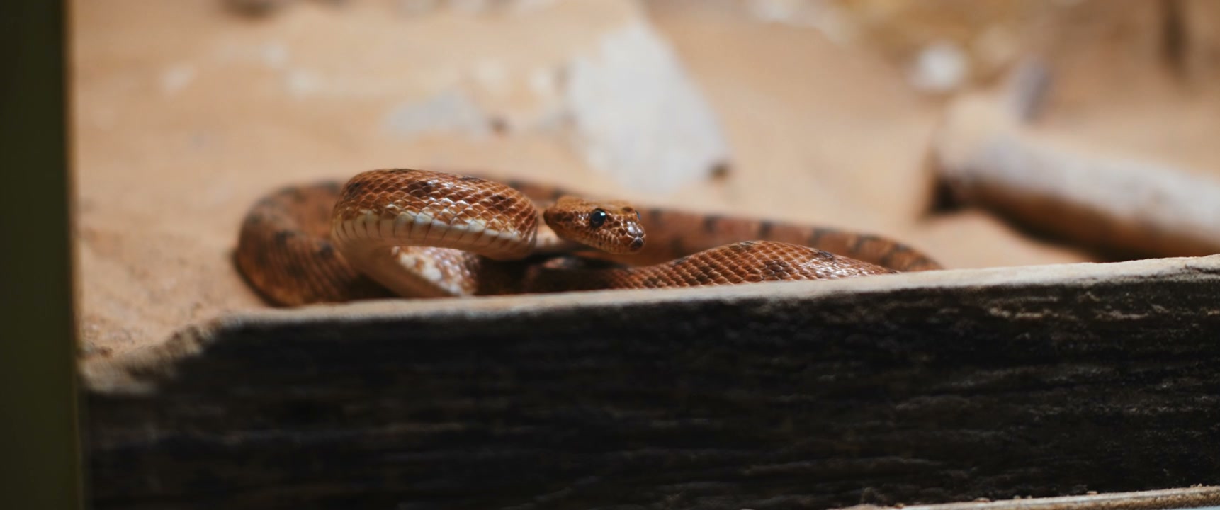 Brown Snake Flicking Tongue