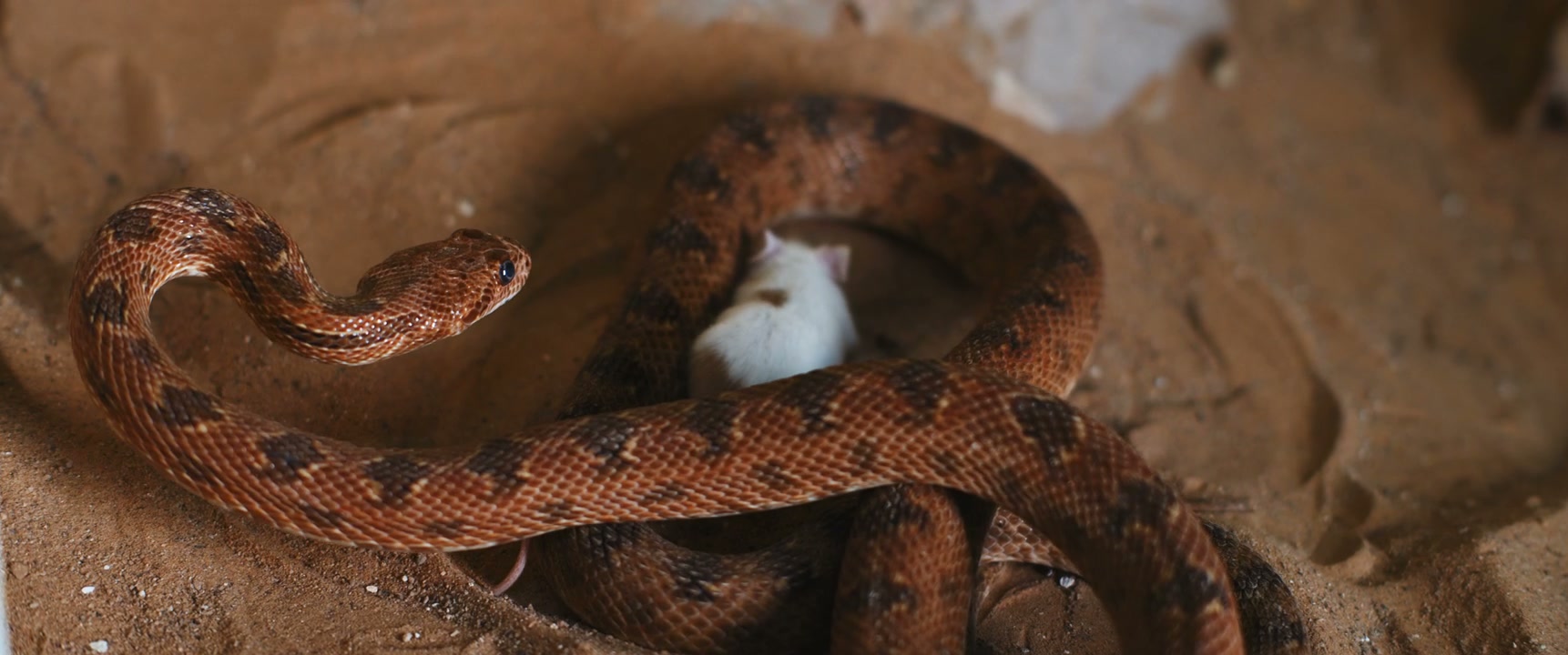 Snake Constricting Mouse