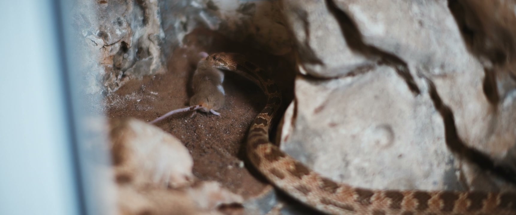 Snake Eating a Mouse