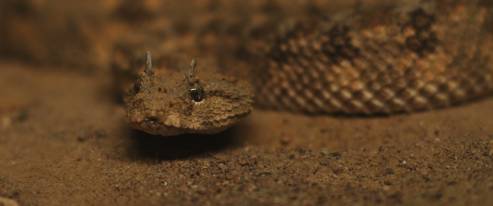 Horned Viper Flickering Tongue