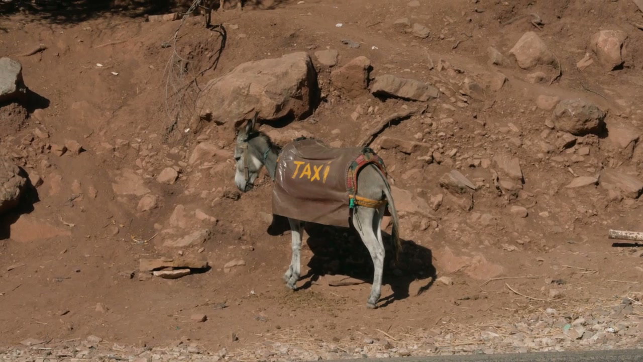 Donkey Wearing 'TAXI' Blanket