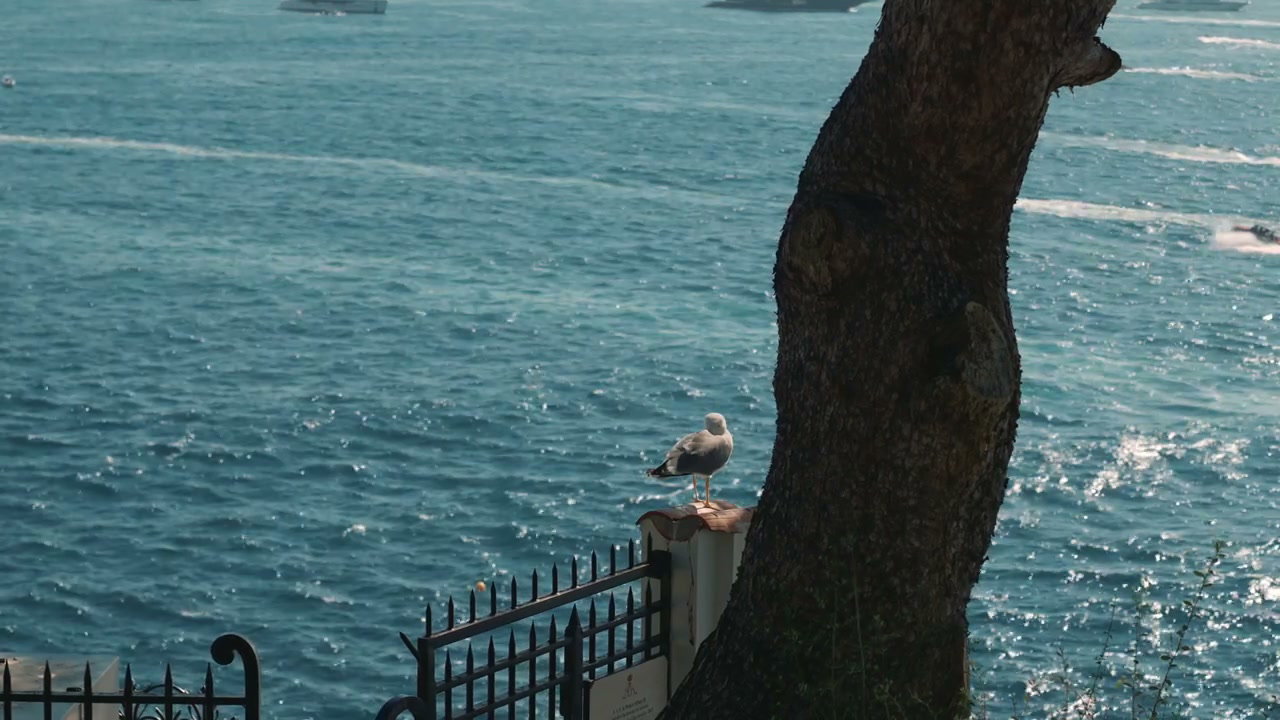 video preview