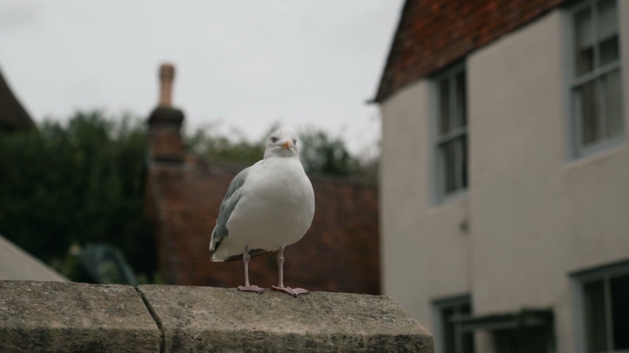video preview