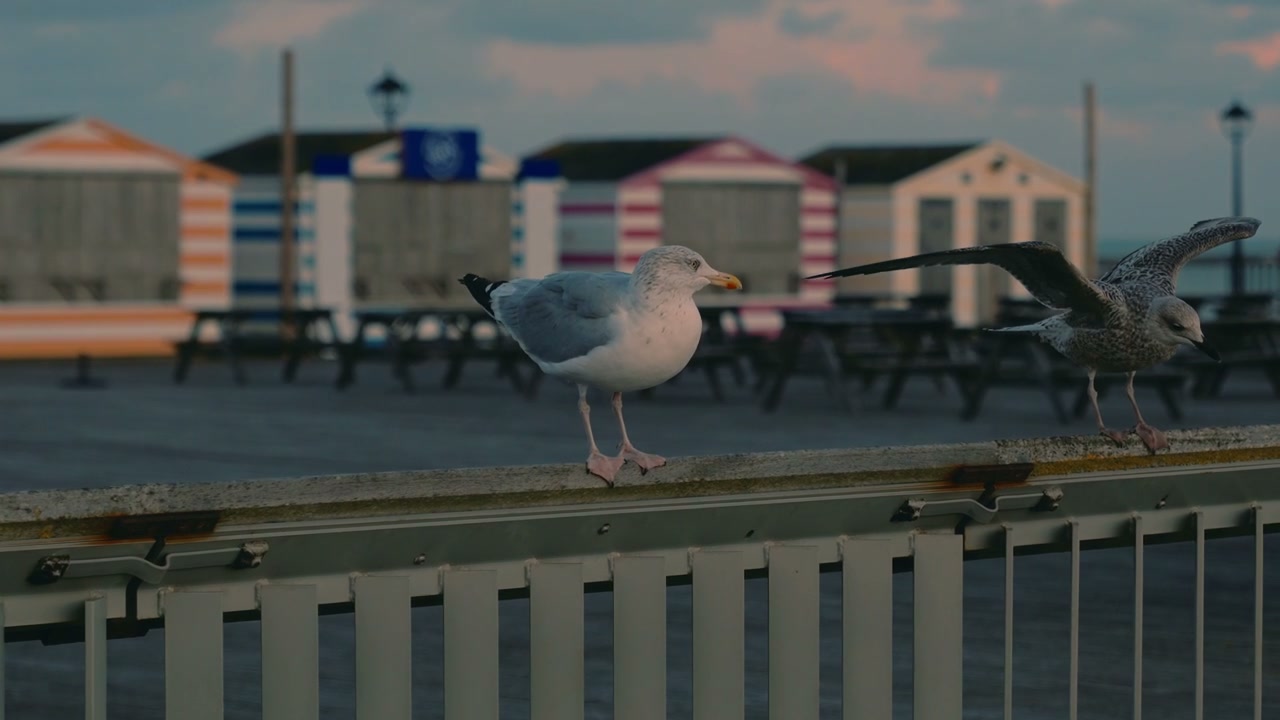 video preview