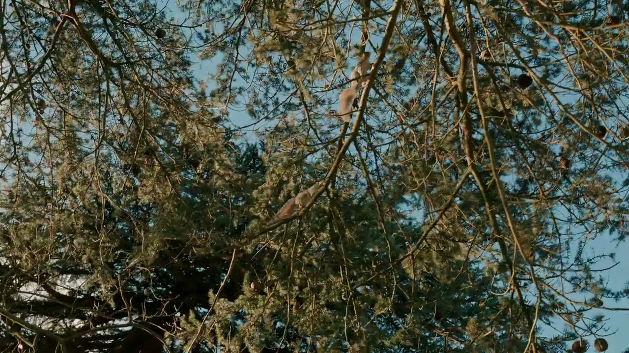 video preview