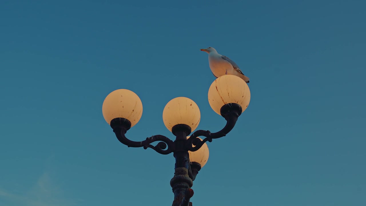 Seagull on Brighton Pier Lamppost