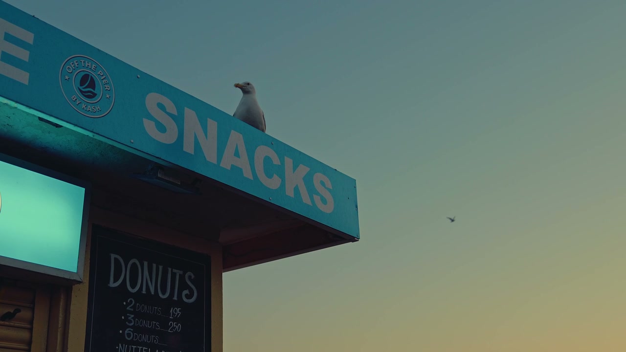 Seagull Perched on Brighton Pier Snack Stand