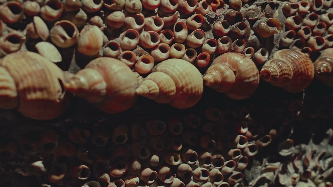 Intricate Shell Wall at Margate Grotto