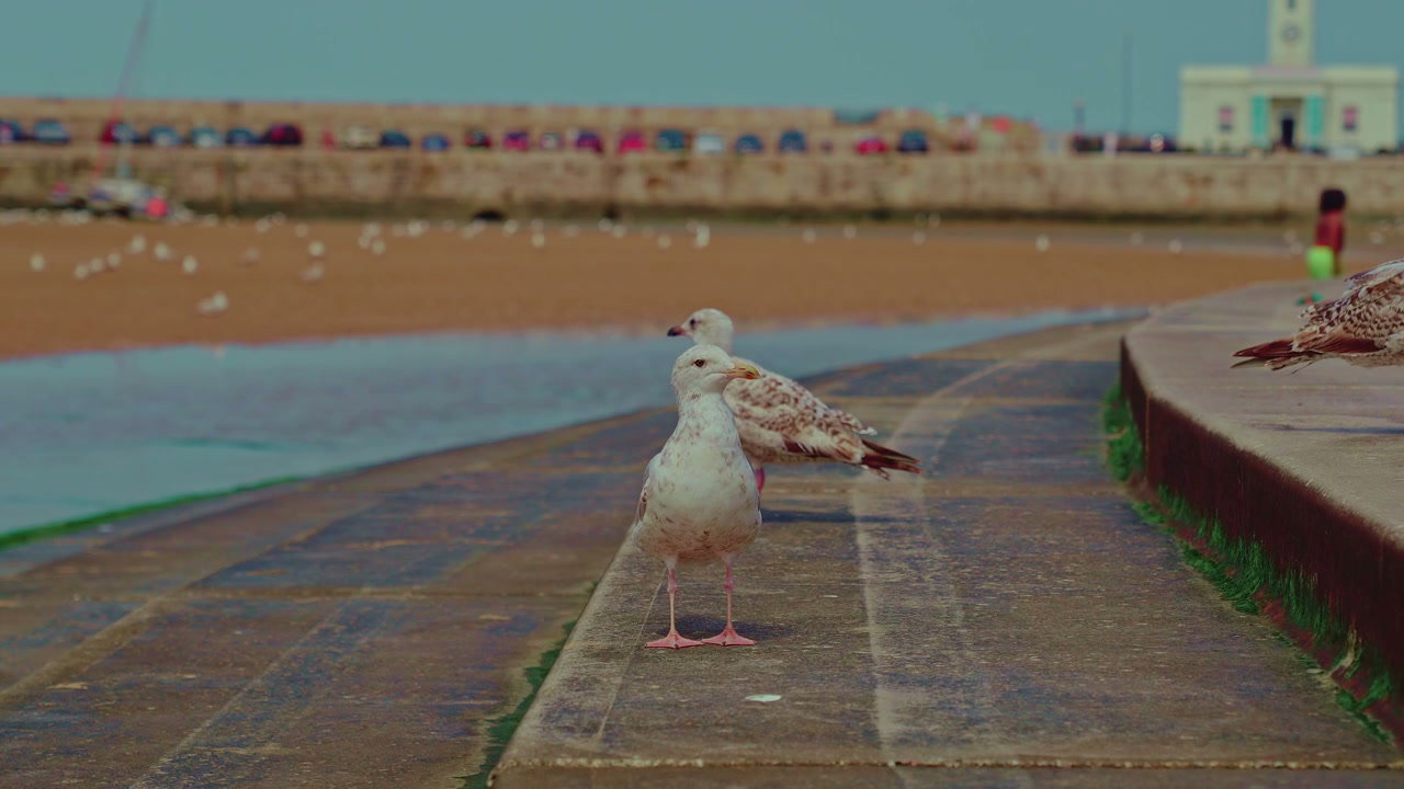 Seagulls on Margate Beach Promenade