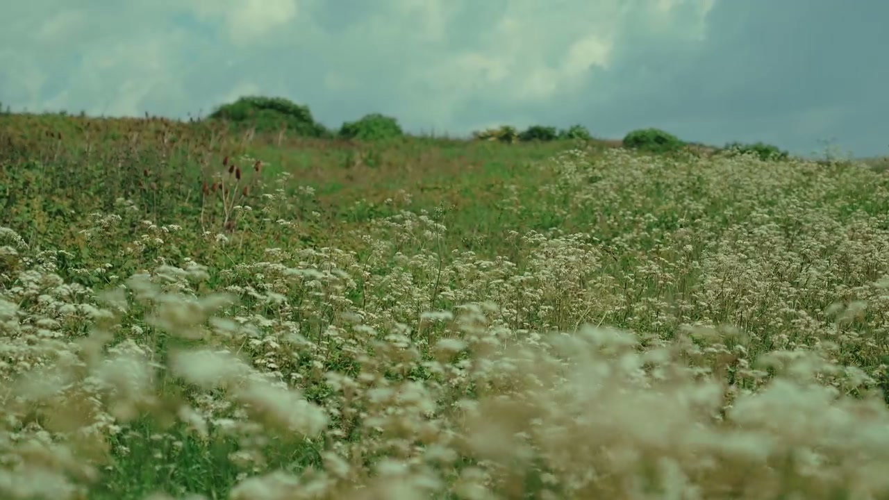 Wildflowers Swaying in Field at Seven Sisters