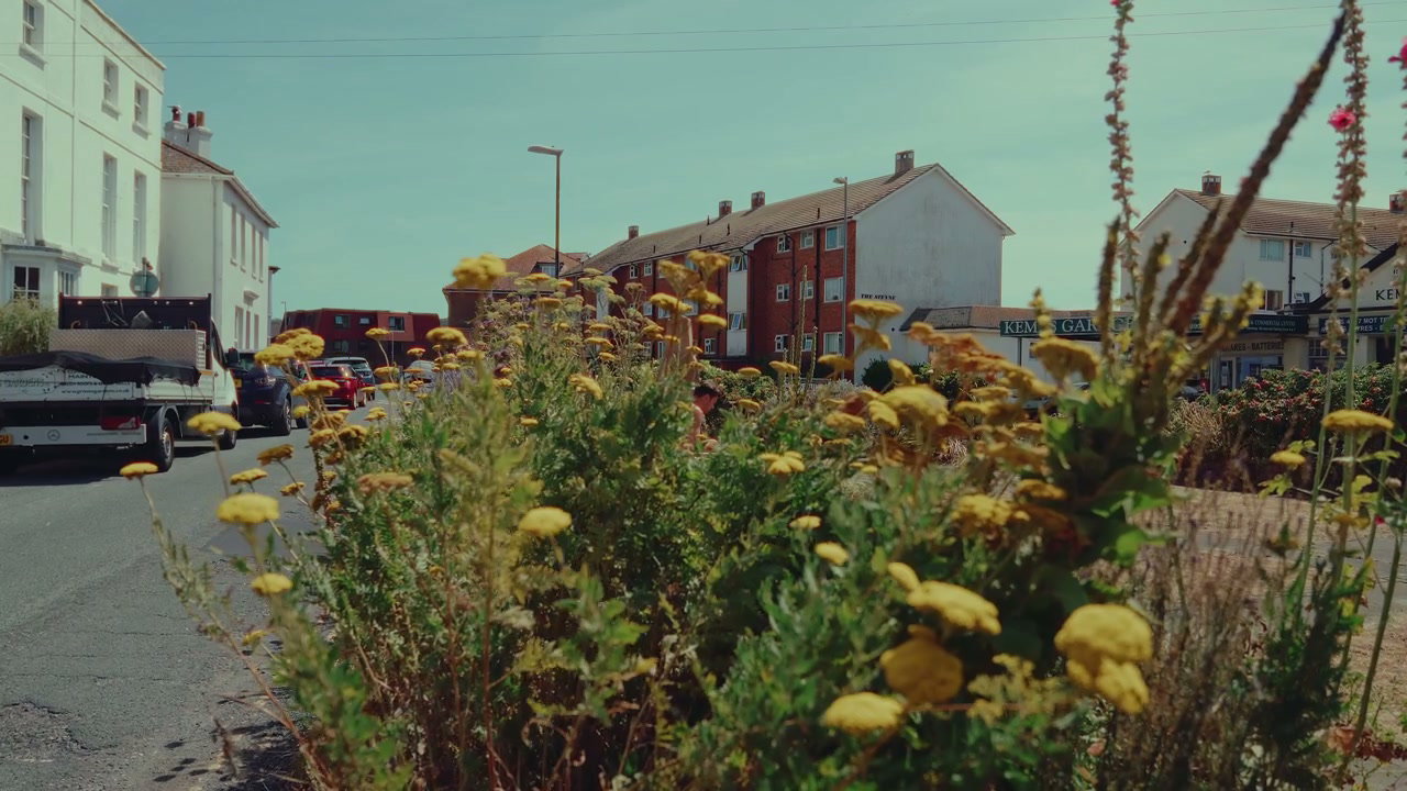 Coastal Street with Yellow Flowers