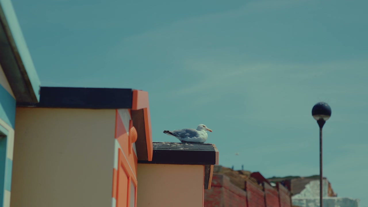 Seagull Perched on Beach Hut, Seven Sisters