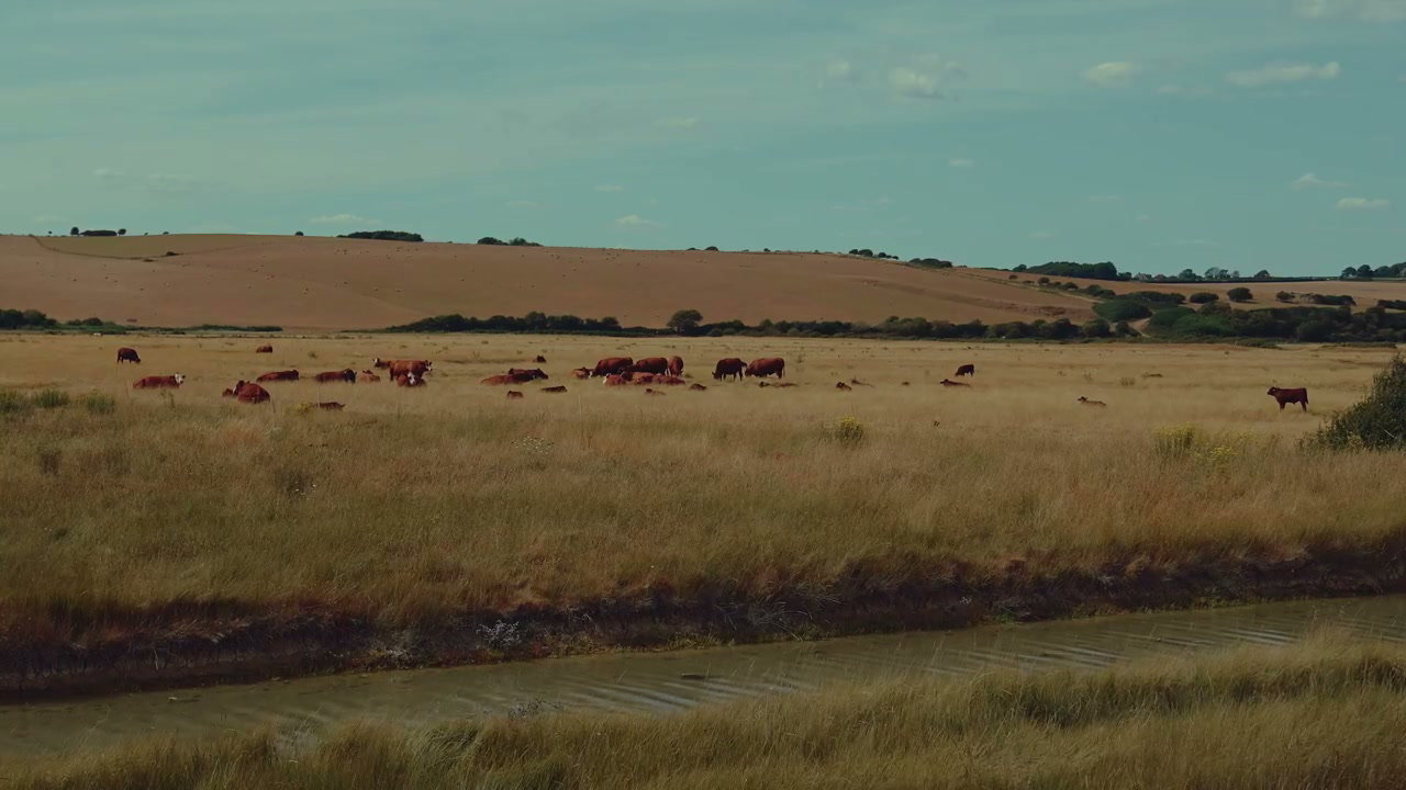 Cattle Grazing in Fields Near Seven Sisters