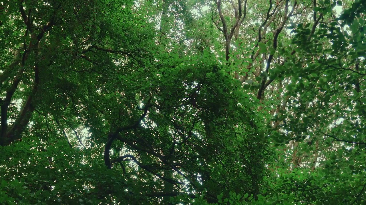 Looking Up Through Lush Green Forest Canopy