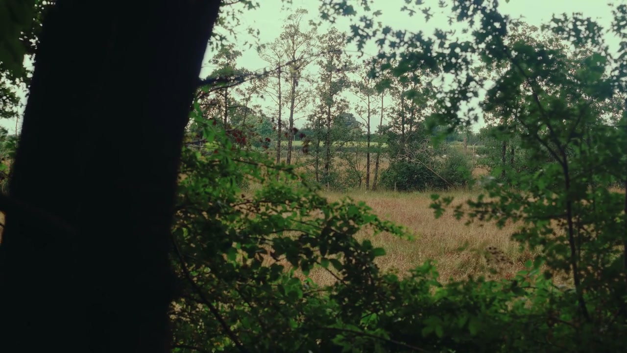 Open Field Through Forest Branches