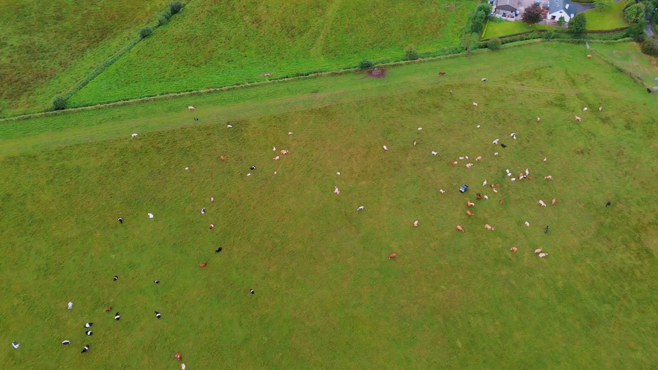 Aerial View of Grazing Cows in Green Fields