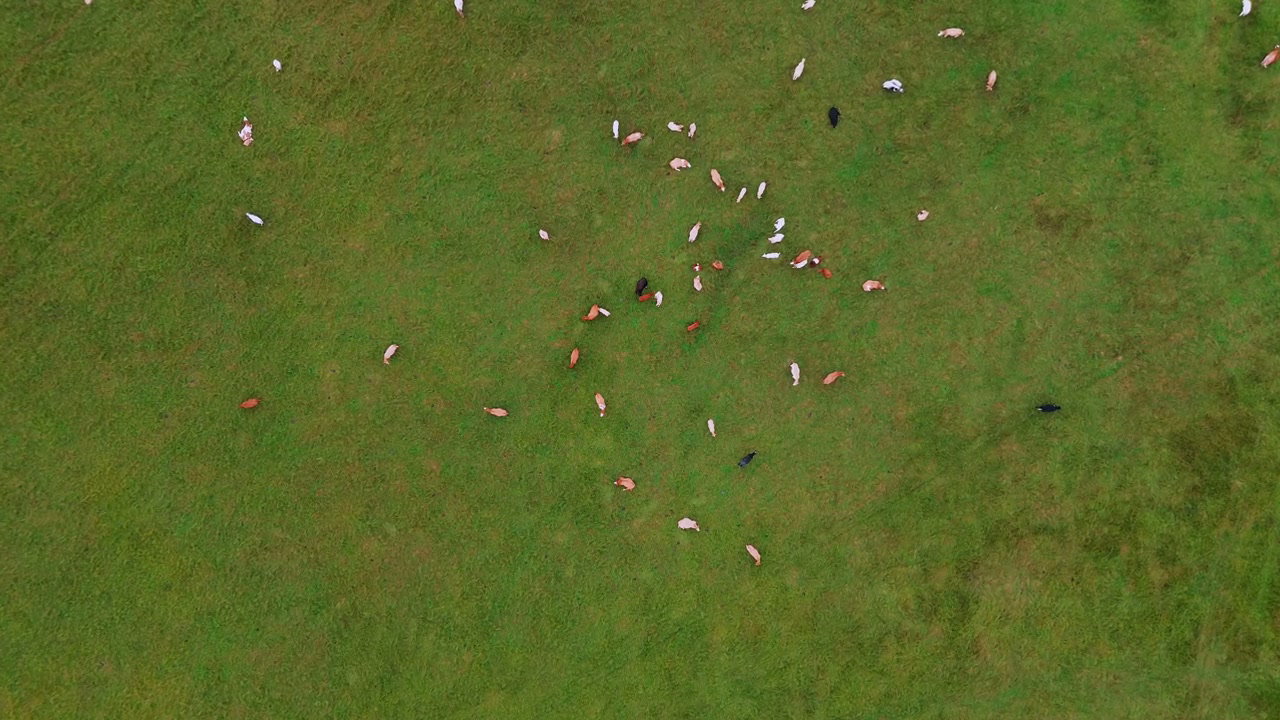 Aerial View of Cows Grazing on Green Pasture