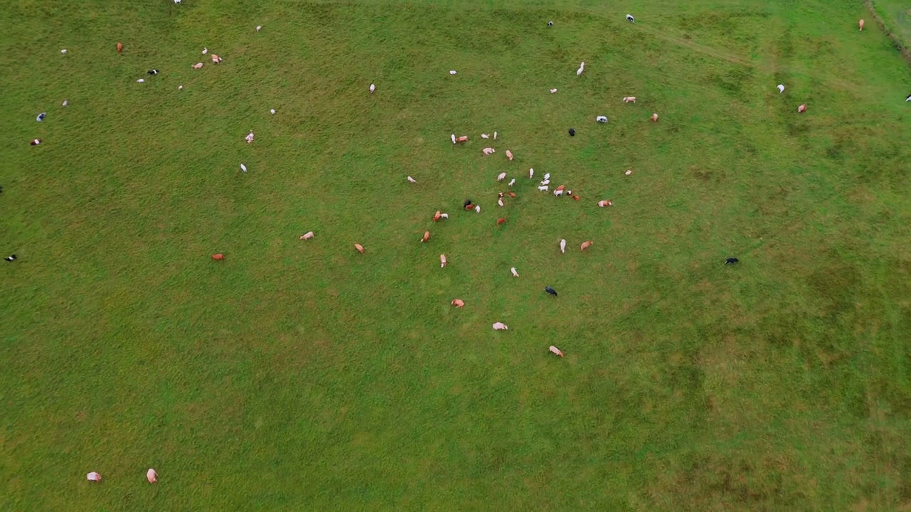 Aerial View of Cows Grazing in Green Fields