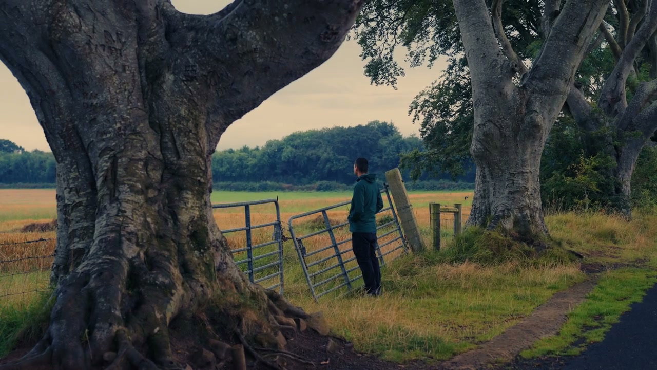 Man Gazing Over Field at Dark Hedges