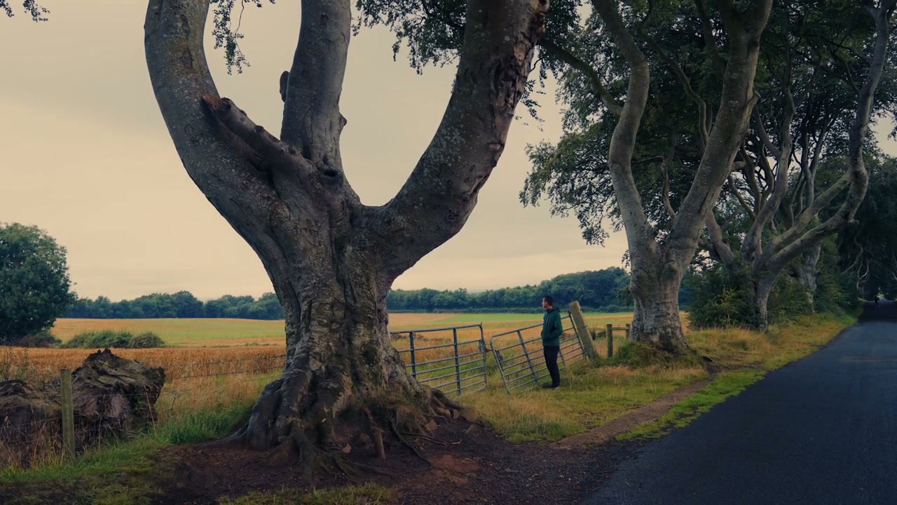 Man Standing at Dark Hedges
