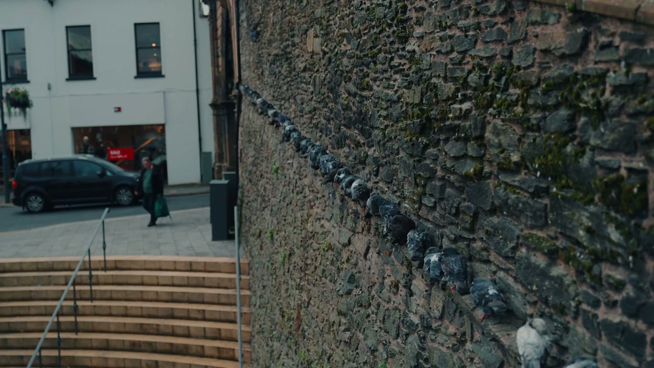 Pigeons Perched on Stone Wall in Derry City