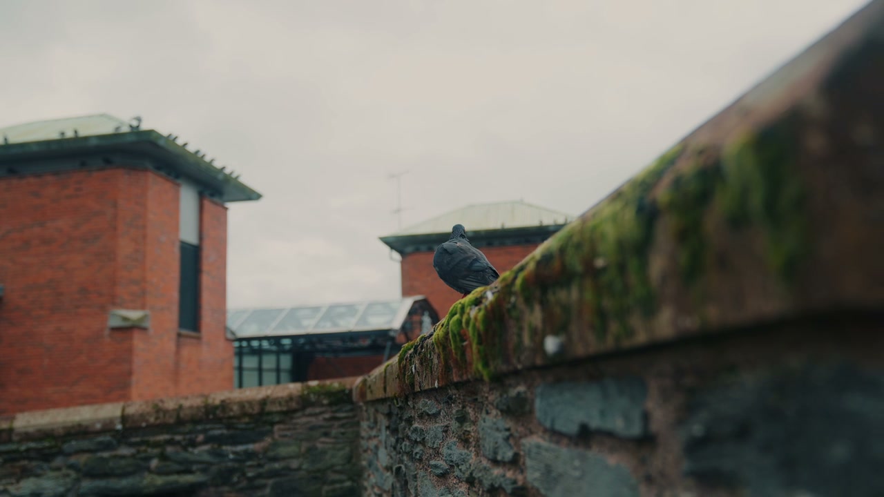 Pigeon on Mossy Stone Wall in Derry