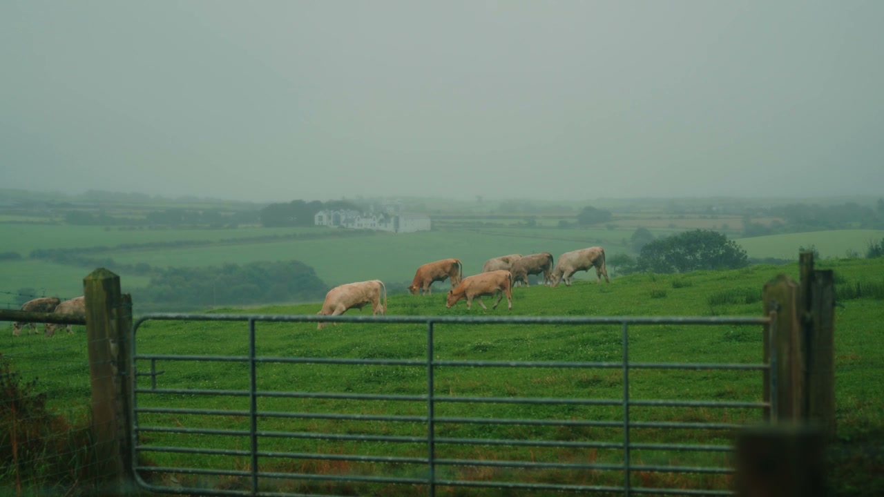 Cattle Grazing on Misty Irish Farmland