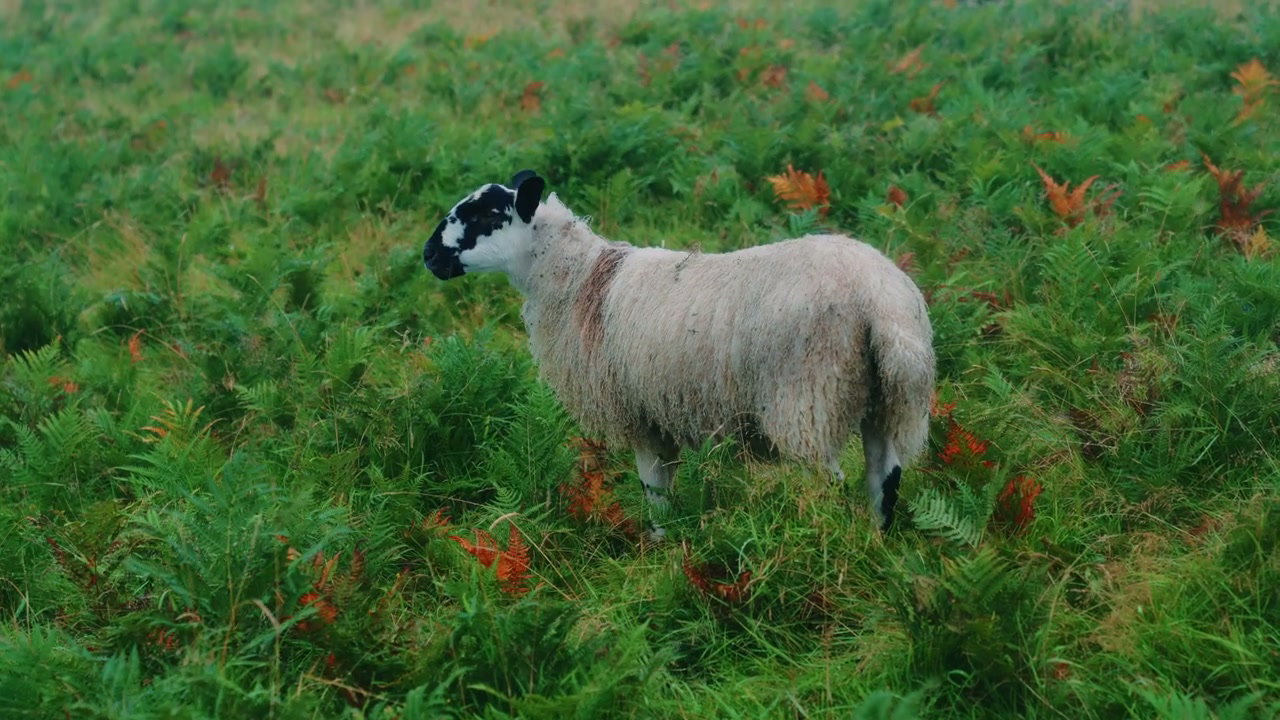 Sheep Standing in Fern Field, Giant's Causeway