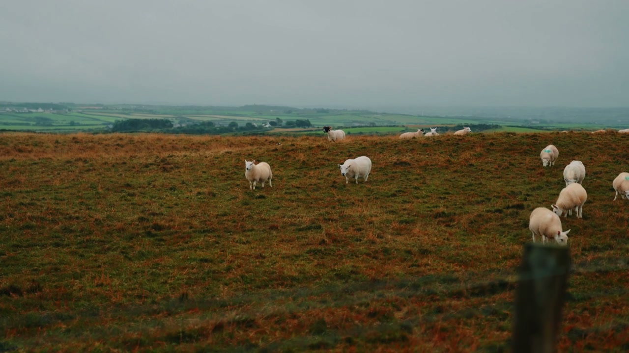 Sheep Grazing Near Giants Causeway