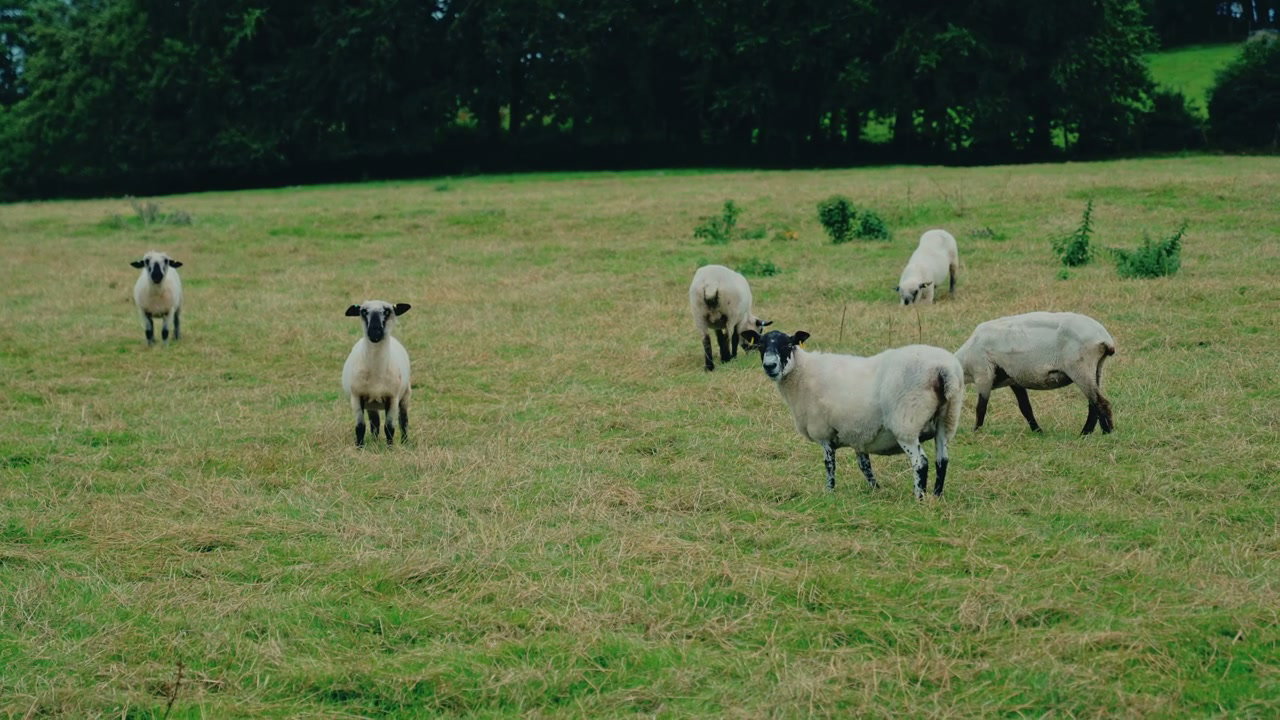 Flock of Sheep in Green Pasture