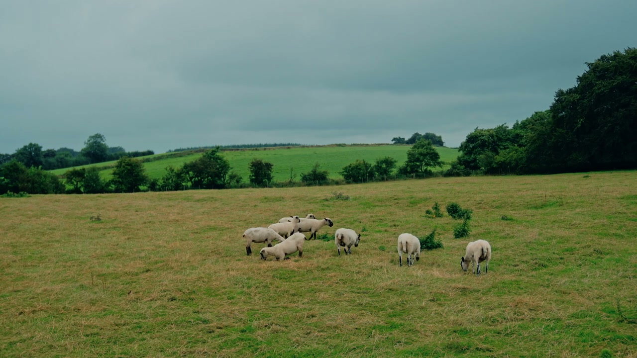 Sheep Grazing in Lush Green Field
