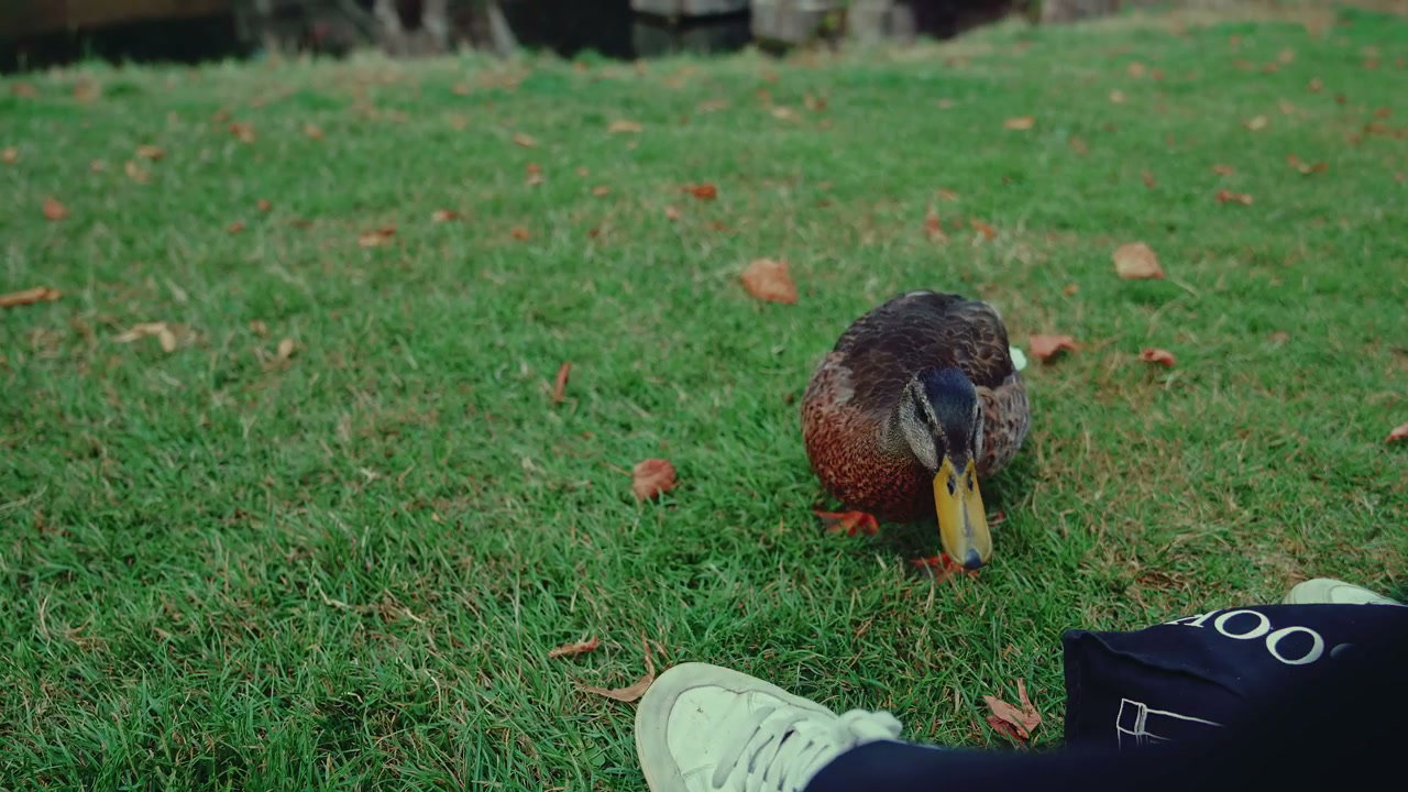 Duck Pecking Grass Near Historic Stone Bridge, Bath