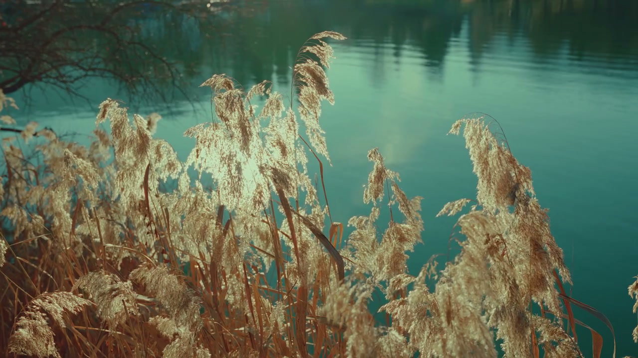 Golden Reeds Swaying by Lake Bled
