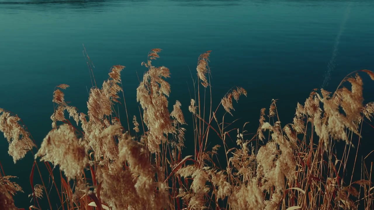 Golden Reeds Swaying by Lake Bled