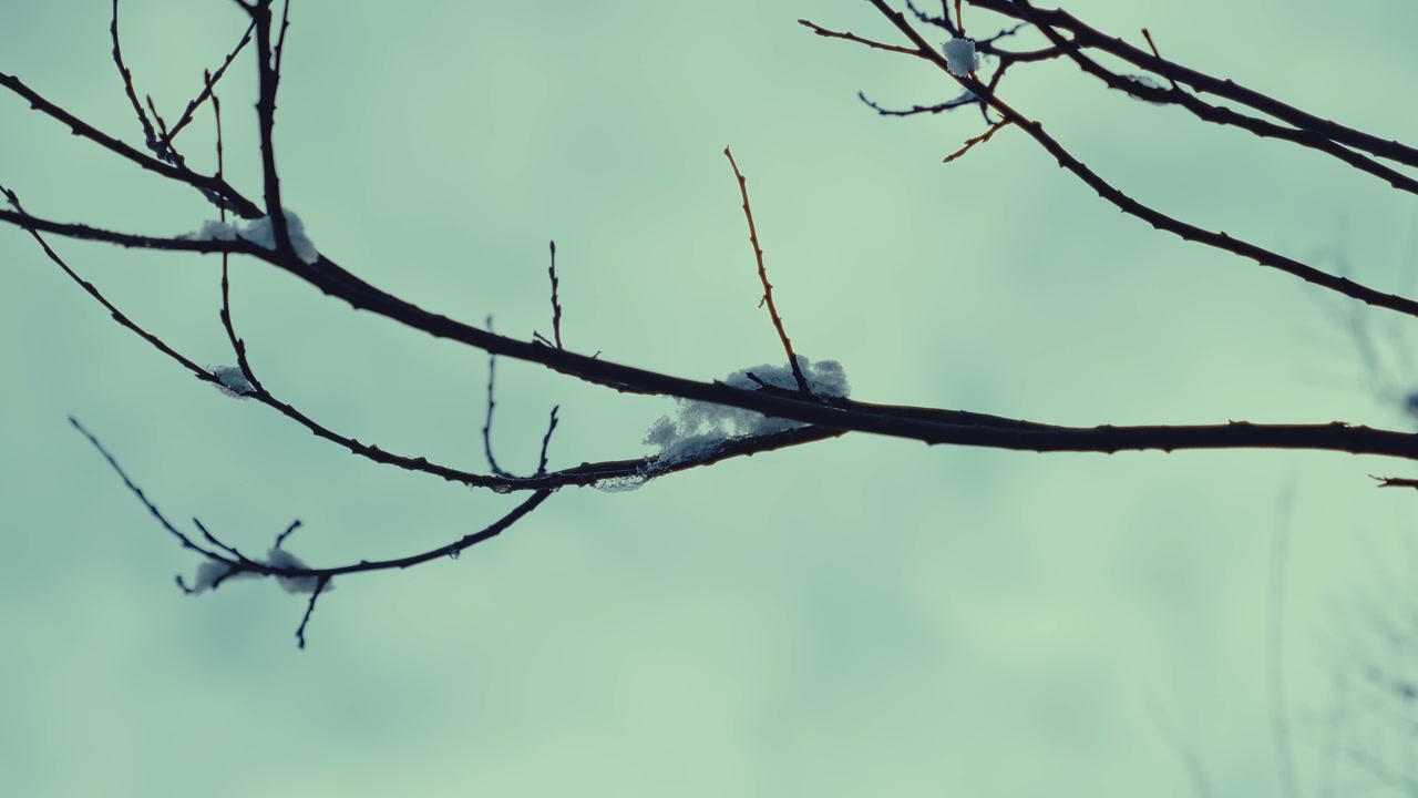 Snowy Tree Branches at Lake Jasna