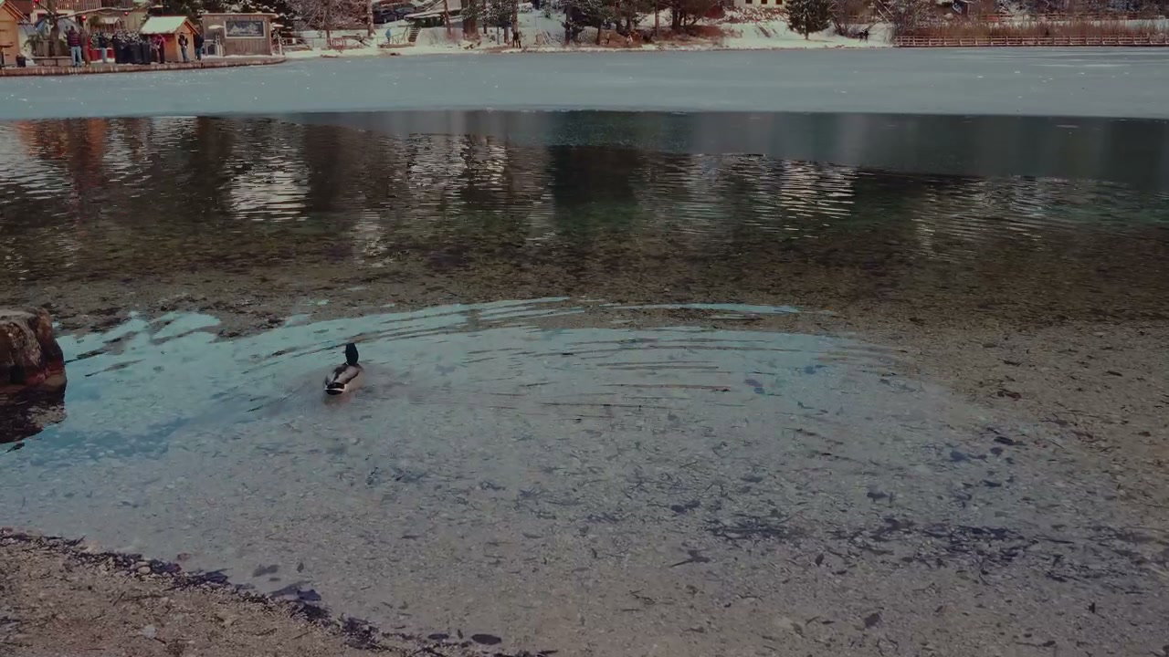 Mallard Duck Swimming in Clear Winter Lake Jasna