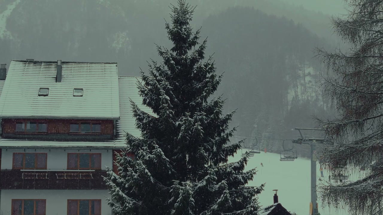Snow Falling on Pine Tree at Ski Resort