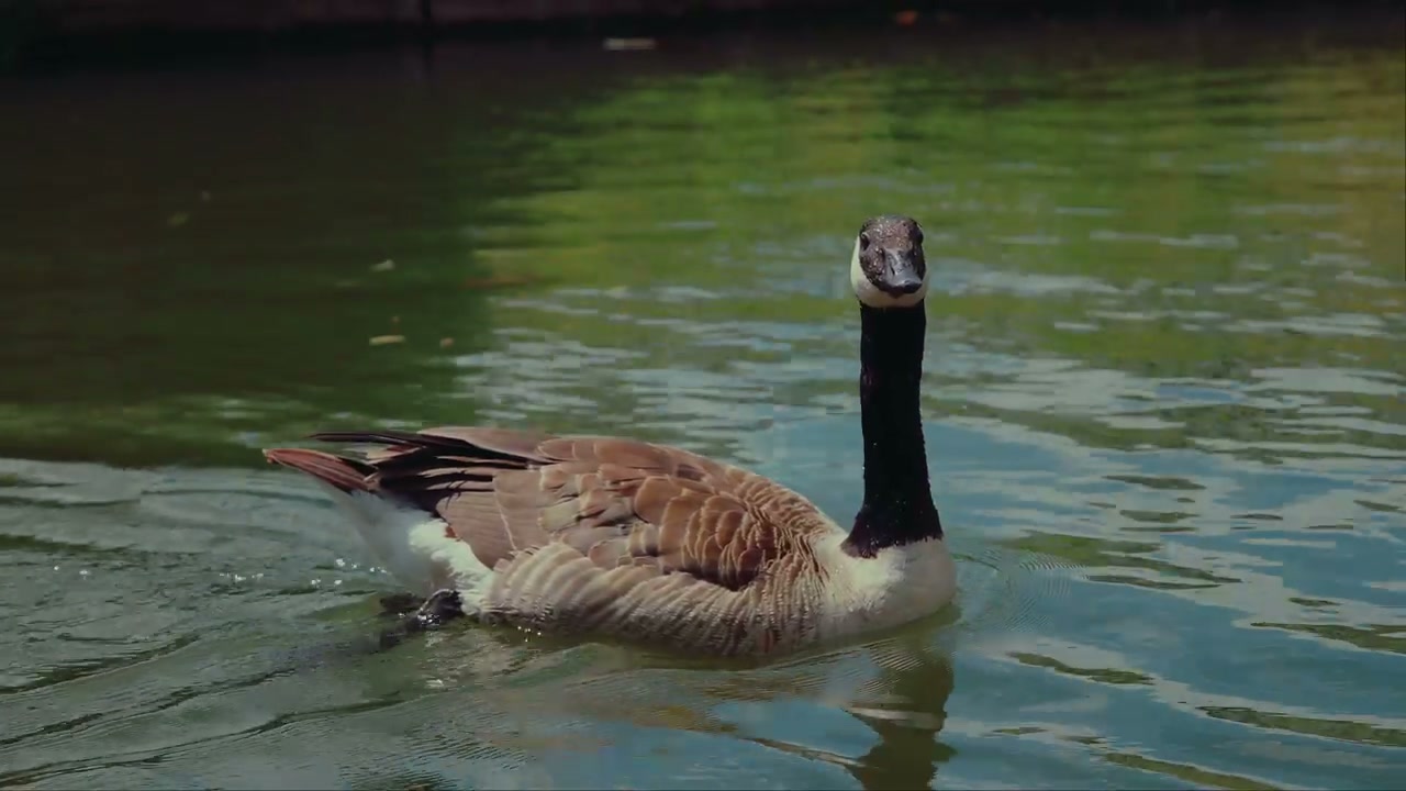 Canadian Goose Swimming in a River