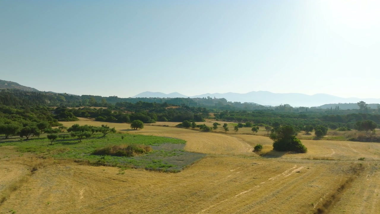 Sunny Rural Fields with Olive Trees