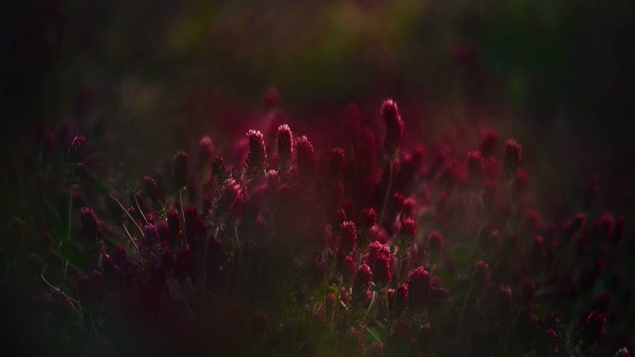 Glowing Red Clover Flowers in Dark Field