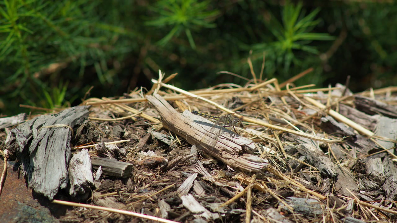 Dragonfly Perched on Wood Debris in Nature