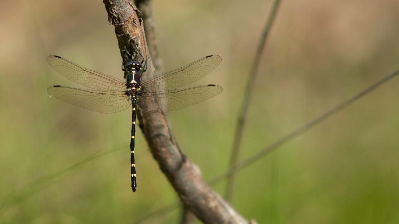 Striped Dragonfly Perched on Branch
