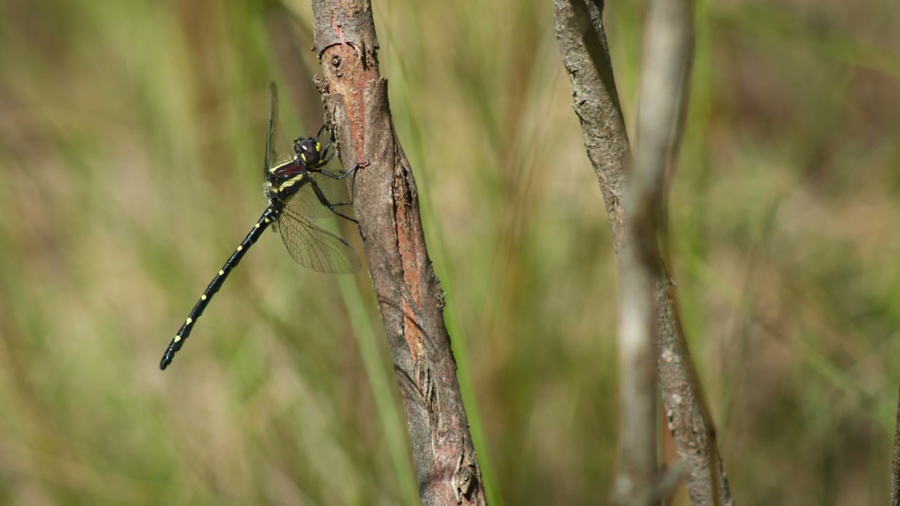 Dragonfly Perched on Branch in Nature